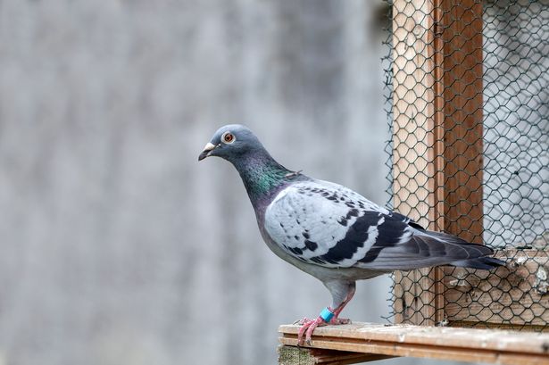 Animal rights group ‘saves’ three pigeons from King Charles’s estate