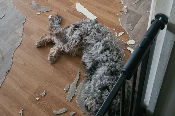 Fussy pooch rips up kitchen lino ‘because she doesn’t like the colour matching her fur’, claims mum