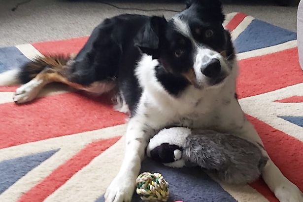 ‘Britain’s smartest dog’ is a border collie who knows the names of all 231 of his toys