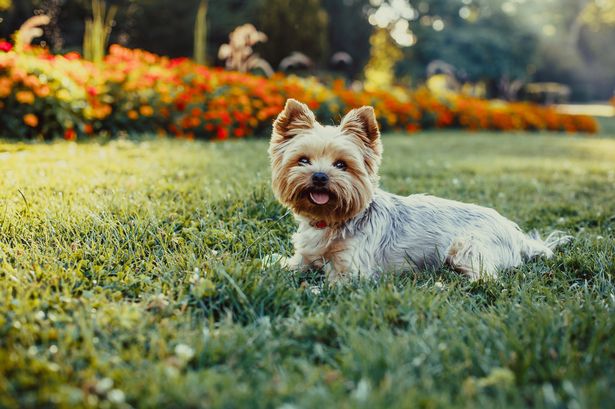 ‘Magnificent’ grass seed tackles dog scorch marks and can rejuvenate your lawn