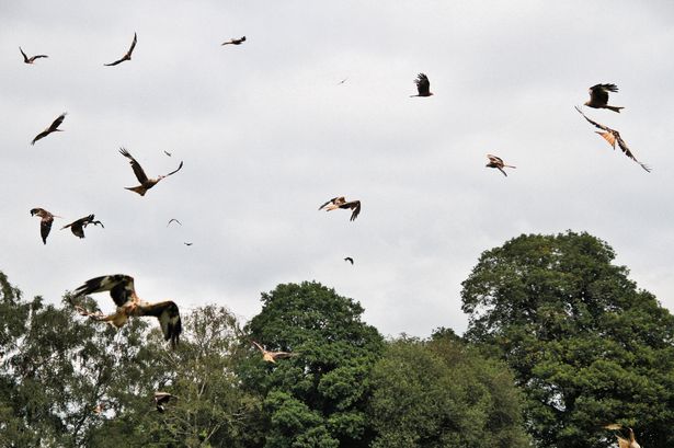 Hundreds of red kites turn up at this Welsh farm every day – it’s a ‘once in a lifetime’ sight