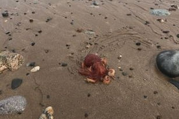 Family find octopus on Welsh beach and return it to the sea using a dog lead