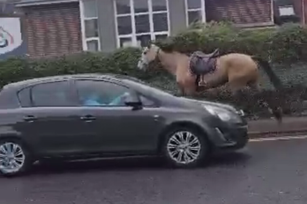 ‘Whoopsy-daisy’ as lone horse trots off through busy Welsh town centre