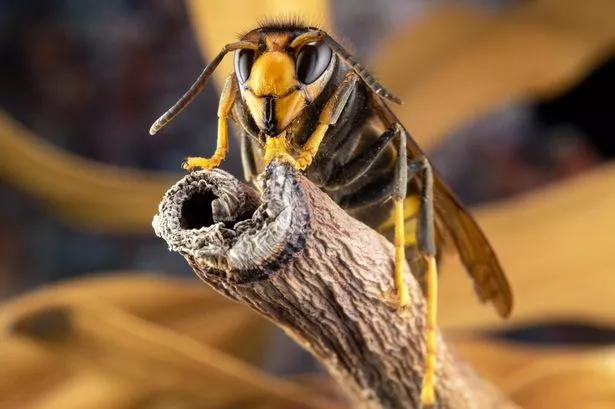 Asian Hornet in UK warning as ‘risk to human health’ alert issued