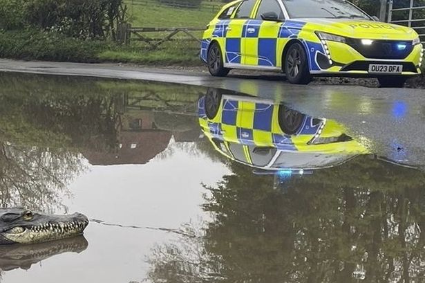 Police sent to report of crocodile in village floodwater